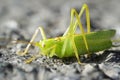 Common oak locust. Close up of an insect.