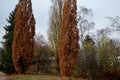 Common oak is a majestic tree, native to Europe. This variety, however, has strictly upright growth and reduced size so it is suit