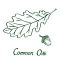 Common Oak Quercus Leaf and acorn, hand drawn doodle