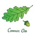 Common Oak Quercus Leaf and acorn, hand drawn doodle, sketch