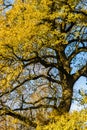 Common oak Quercus robur