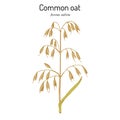 Common oat Avena sativa , edible and medicinal plant