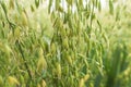 Common oat crop plantation field, closeup Royalty Free Stock Photo