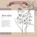 Common oats aka Avena sativa sketch. Cereal plants collection.