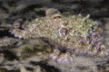 A Common Octopus blending in with the sea floor