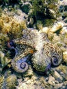 Common Octopus Camouflaged (Octopus vulgaris Royalty Free Stock Photo