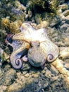 Common Octopus Camouflaged (Octopus vulgaris