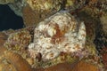 Common Octopus on a coral reef Royalty Free Stock Photo