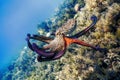Common Octopus Flight (Octopus vulgaris Royalty Free Stock Photo