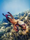 Common Octopus Flight (Octopus vulgaris Royalty Free Stock Photo