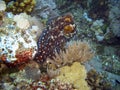 Common Octopus in the filipino sea 27.11.2011
