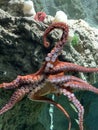 Common octopus in large sea water aquarium Royalty Free Stock Photo