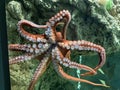 Common octopus in large sea water aquarium Royalty Free Stock Photo