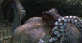 Common Octopus, octopus vulgaris, Adult showing Tentacles, Seawater Aquarium in France