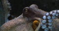 Common Octopus, octopus vulgaris, Adult showing Tentacles, Seawater Aquarium in France Royalty Free Stock Photo