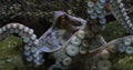 Common Octopus, octopus vulgaris, Adult showing Tentacles, Seawater Aquarium in France Royalty Free Stock Photo