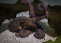 Common Octopus (Octopus vulgaris) camouflaging itself on the sea floor