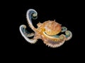 Friendly octopus playing at night Royalty Free Stock Photo