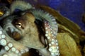 POULPE COMMUN octopus vulgaris Royalty Free Stock Photo