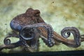 Common octopus (Octopus vulgaris). Royalty Free Stock Photo