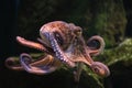 Common octopus (Octopus vulgaris).