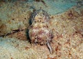 Common Octopus in the filipino sea 6.1.2012