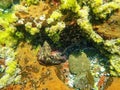 Common octopus taken underwater in a rock pool