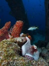 Common octopus trying to blend into the background under Salt Pier, Bonaire, Dutch Antilles