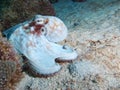 Common octopus trying to blend into the background under Salt Pier, Bonaire, Dutch Antilles