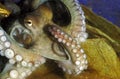 Common Octopus, octopus vulgaris, Adult showing Tentacles