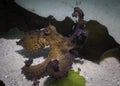 Common Octopus (Octopus vulgaris) camouflaging itself on the sea floor