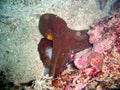 Common Octopus (Octopus Vulgaris) in the filipino sea 22.10.2015