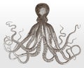 Common octopus vulgaris with its eight arms