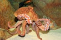 Common octopus