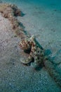 COMMON OCTOPUS Royalty Free Stock Photo