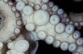 COMMON OCTOPUS octopus vulgaris, TENTACLE CLOSE-UP SHOWING SUCKERS
