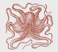 Common octopus vulgaris in top view