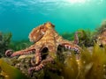 common octopus Octopus vulgaris undewater, Wildlife animal