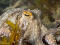 common octopus Octopus vulgaris undewater, Wildlife animal