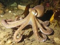 common octopus Octopus vulgaris undewater, Wildlife animal