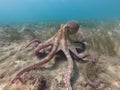 common octopus Octopus vulgaris undewater, Wildlife animal