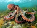 common octopus Octopus vulgaris undewater, Wildlife animal