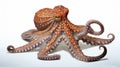 Common octopus (Octopus vulgaris). Wildlife animal. generative ai Royalty Free Stock Photo