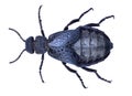 Common oil beetle or blister beetle Royalty Free Stock Photo