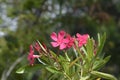 Common oleander Royalty Free Stock Photo