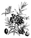 Common olive or Olea Europaea, vintage engraving