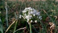 Common Onion Allium cepa close up Royalty Free Stock Photo