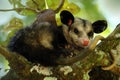 Common Opossum Royalty Free Stock Photo