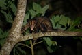 Common Opossum - Didelphis marsupialis also called the southern or black-eared opossum or gamba or manicou, marsupial species Royalty Free Stock Photo