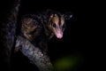 Common Opossum - Didelphis marsupialis also called the southern or black-eared opossum or gamba or manicou, marsupial species Royalty Free Stock Photo